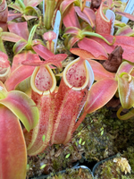 Nepenthes sanguinea
