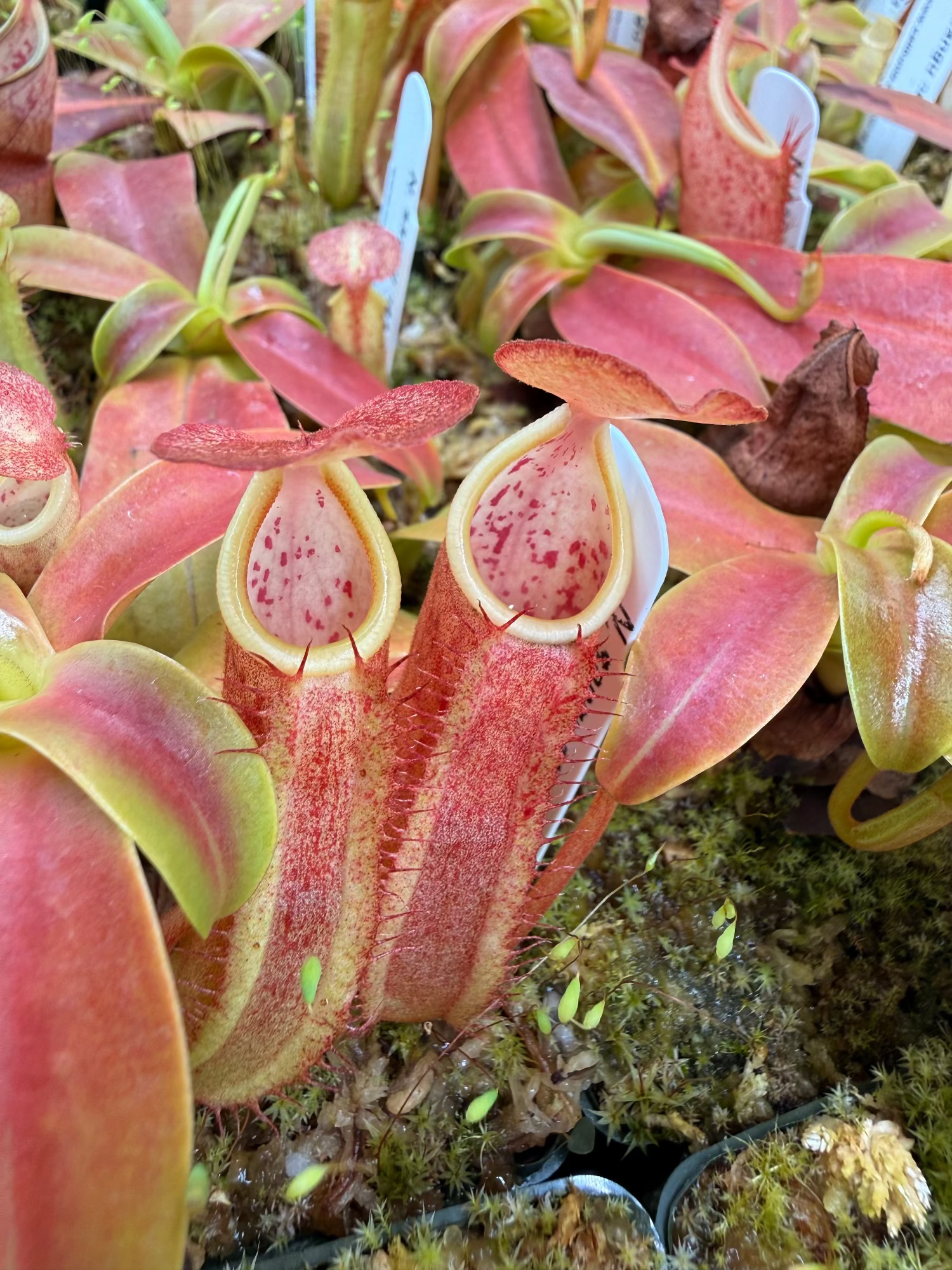 Nepenthes sanguinea