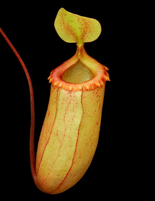A potted Nepenthes sibuyanensis plant with a large, orange pitcher with a red-rippled peristome.