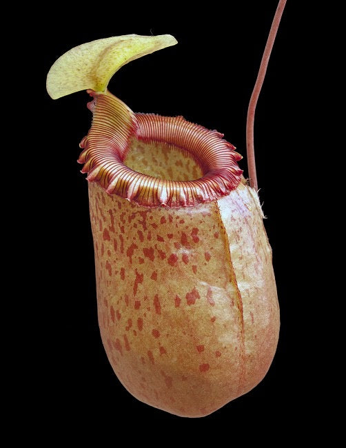 A potted Nepenthes sibuyanensis plant with a large, orange pitcher with a red-rippled peristome.