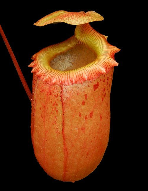 A potted Nepenthes sibuyanensis plant with a large, orange pitcher with a red-rippled peristome.