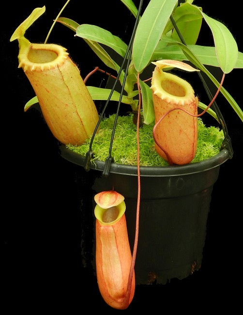 A potted Nepenthes sibuyanensis plant with a large, orange pitcher with a red-rippled peristome.
