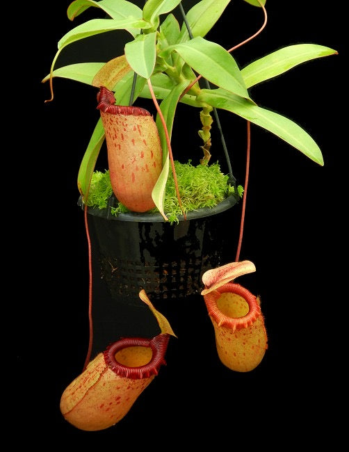 A potted Nepenthes sibuyanensis plant with a large, orange pitcher with a red-rippled peristome.