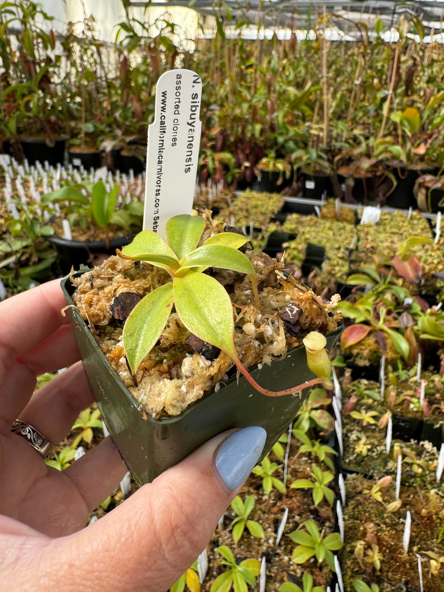 A hand hold a small Nepenthes plant in a pot in a greenhouse setting