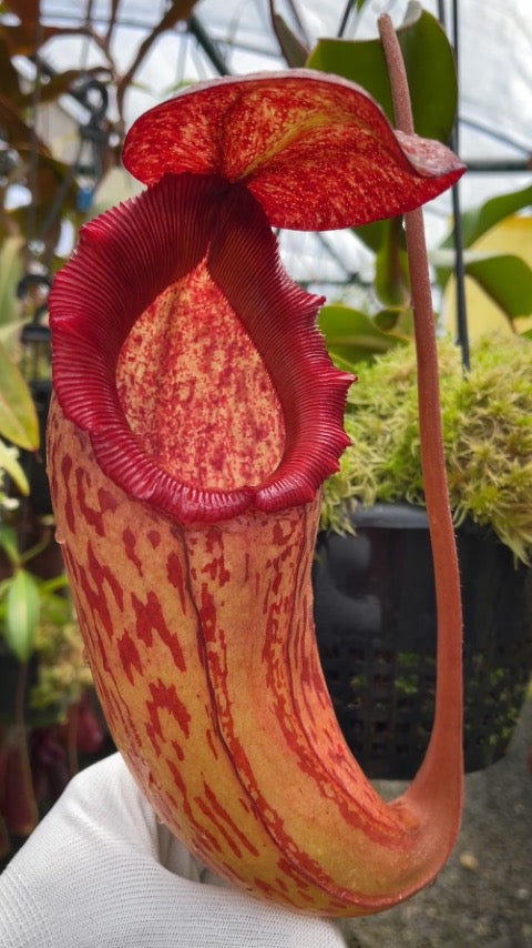 Nepenthes sibuyanensis x klossii BE-4566