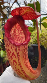 Nepenthes sibuyanensis x klossii BE-4566