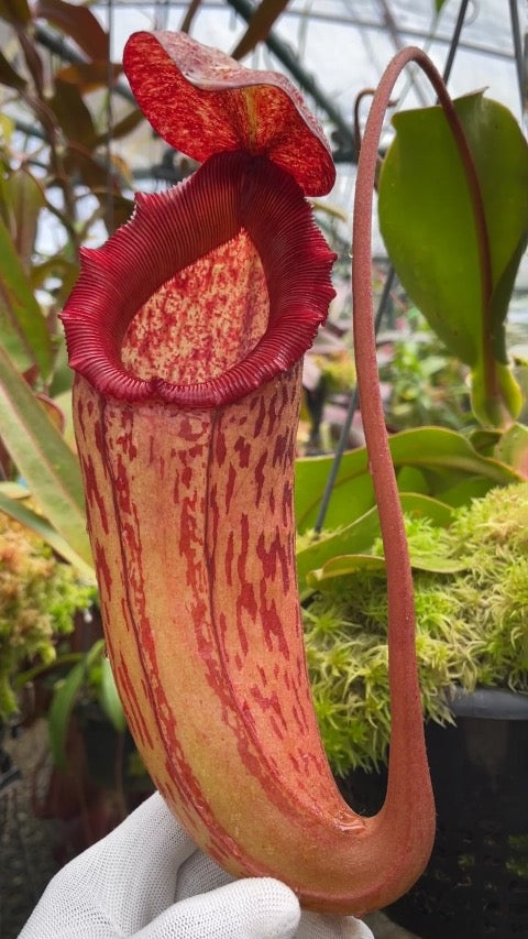 Nepenthes sibuyanensis x klossii BE-4566