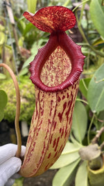 Nepenthes sibuyanensis x klossii BE-4566