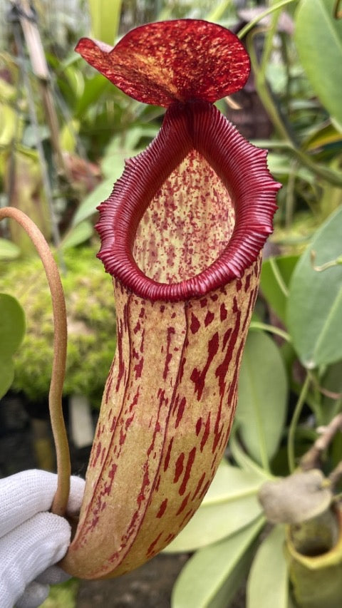 Nepenthes sibuyanensis x klossii BE-4566