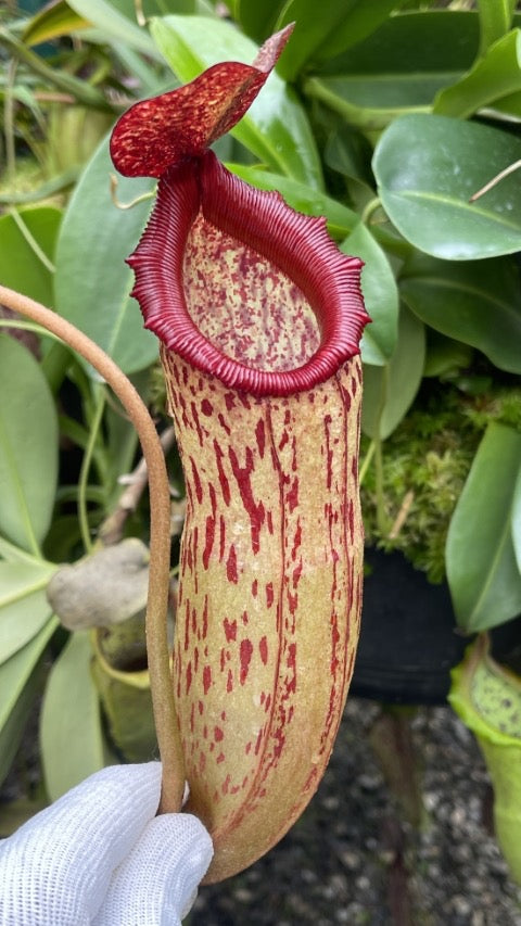 Nepenthes sibuyanensis x klossii BE-4566