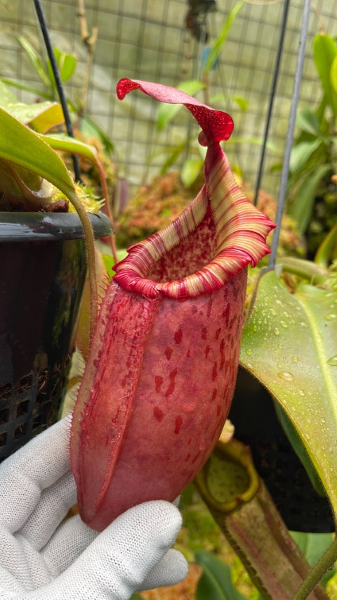 A hand holds a Nepenthes pitcher in a greenhouse
