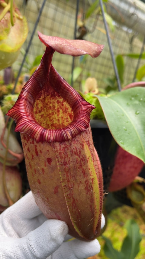 A hand holds a Nepenthes pitcher in a greenhouse setting 