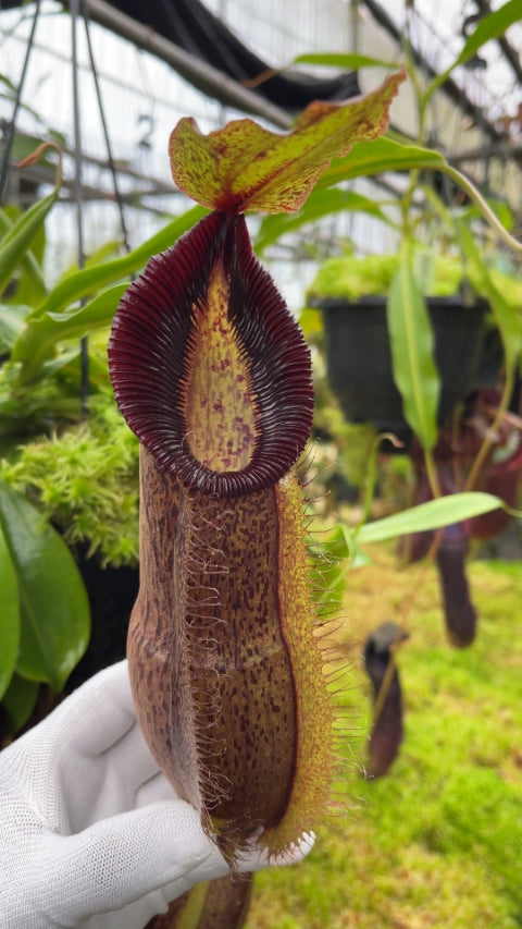 Nepenthes spathulata x hamata Lumut BE-3712