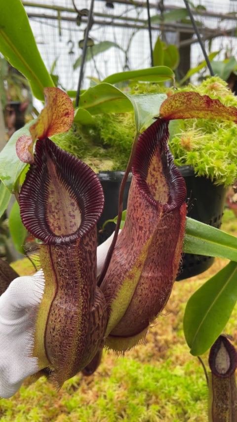 Nepenthes spathulata x hamata Lumut BE-3712