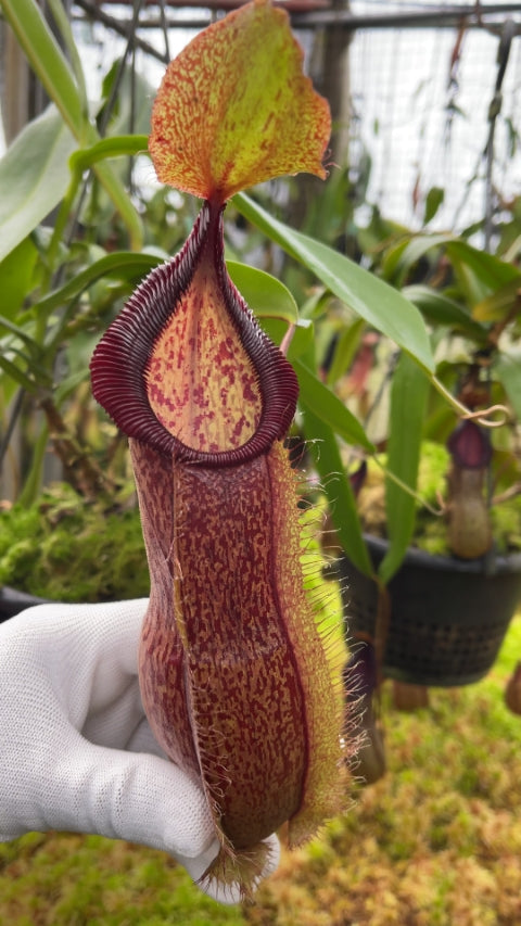 Nepenthes spathulata x hamata Lumut BE-3712