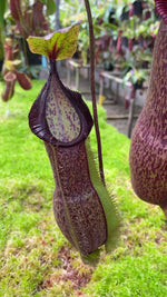 Nepenthes spathulata x hamata Lumut BE-3712