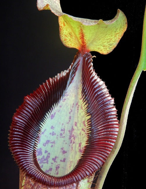 Nepenthes spathulata x hamata Lumut BE-3712
