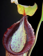 Nepenthes spathulata x hamata Lumut BE-3712