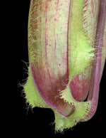 Nepenthes spathulata x hamata Lumut BE-3712