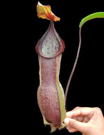 Nepenthes spathulata x hamata Lumut BE-3712