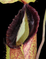 Nepenthes spathulata x hamata Lumut BE-3712