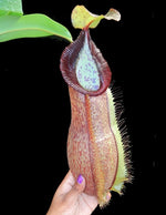 Nepenthes spathulata x hamata Lumut BE-3712