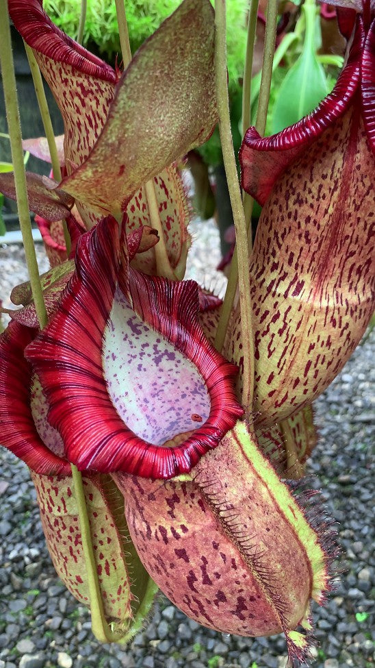 Nepenthes spathulata x spectabilis Potted
