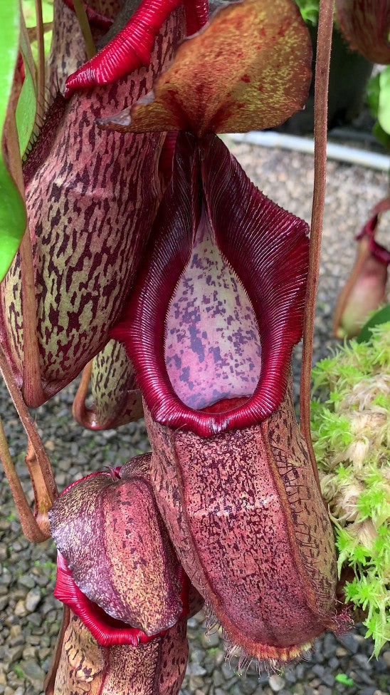 Nepenthes spathulata x spectabilis BE-3314