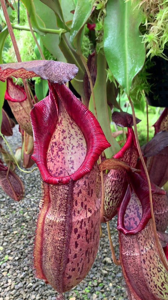 Nepenthes spathulata x spectabilis BE-3314