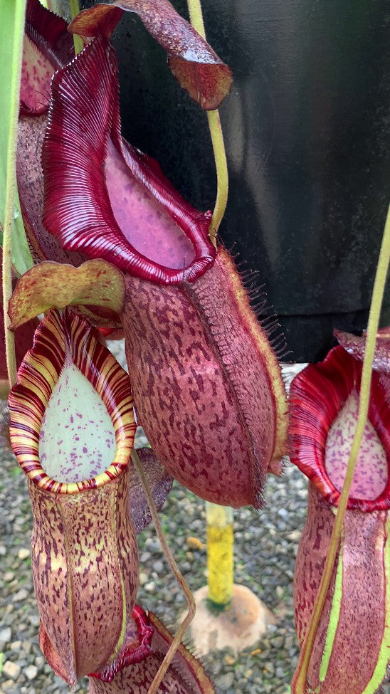 Nepenthes spathulata x spectabilis BE-3314