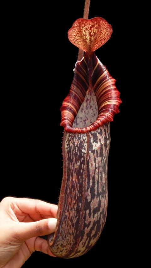 A potted Nepenthes spectabilis x bongso plant with a large pitcher displaying red, maroon, and white stripes.