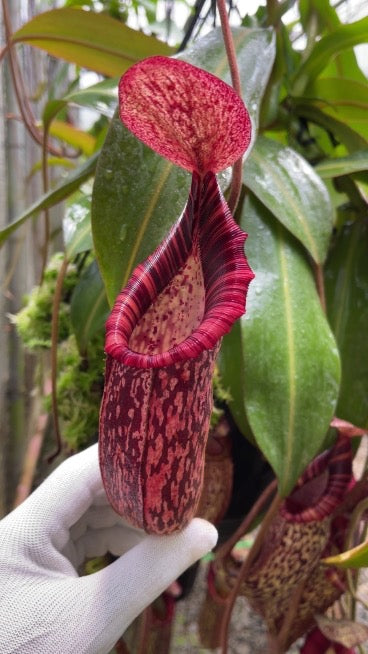 A potted Nepenthes spectabilis x bongso with vibrant crimson pitchers and beautifully striped peristomes.