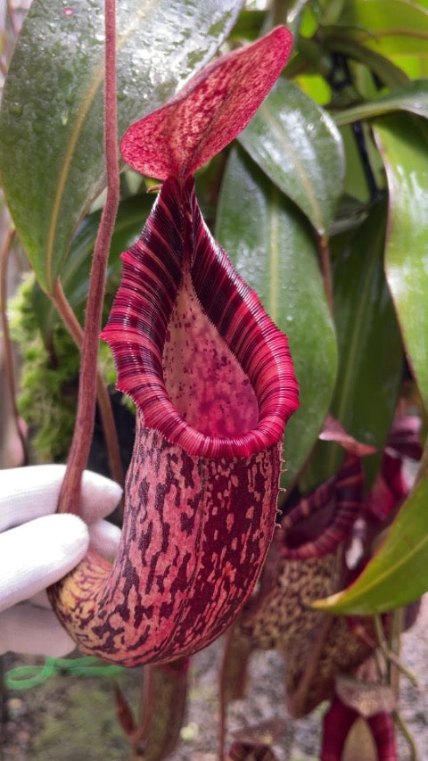 A potted Nepenthes spectabilis x bongso with vibrant crimson pitchers and beautifully striped peristomes.