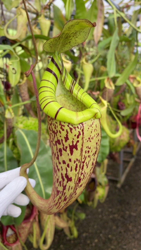 A hand holds a speckled Nepenthes pitcher in a greenhouse setting 