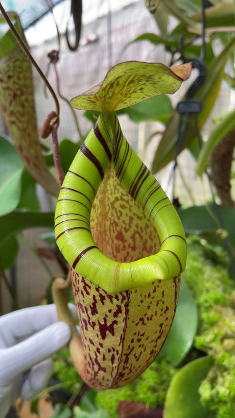 A hand hold a a speckled Nepenthes pitcher in a greenhouse setting 