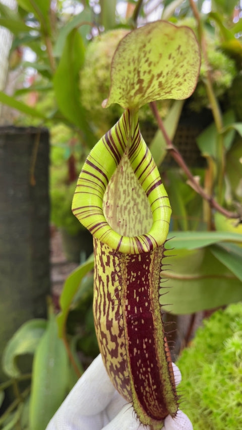 A potted Nepenthes spectabilis x platychila with large green and red mottled pitchers and striped peristomes.