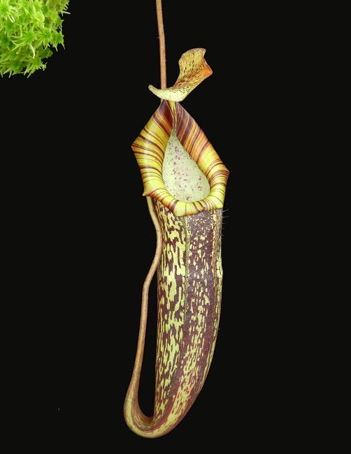 A potted Nepenthes spectabilis x platychila with large, green and red mottled pitchers hanging from a stem.