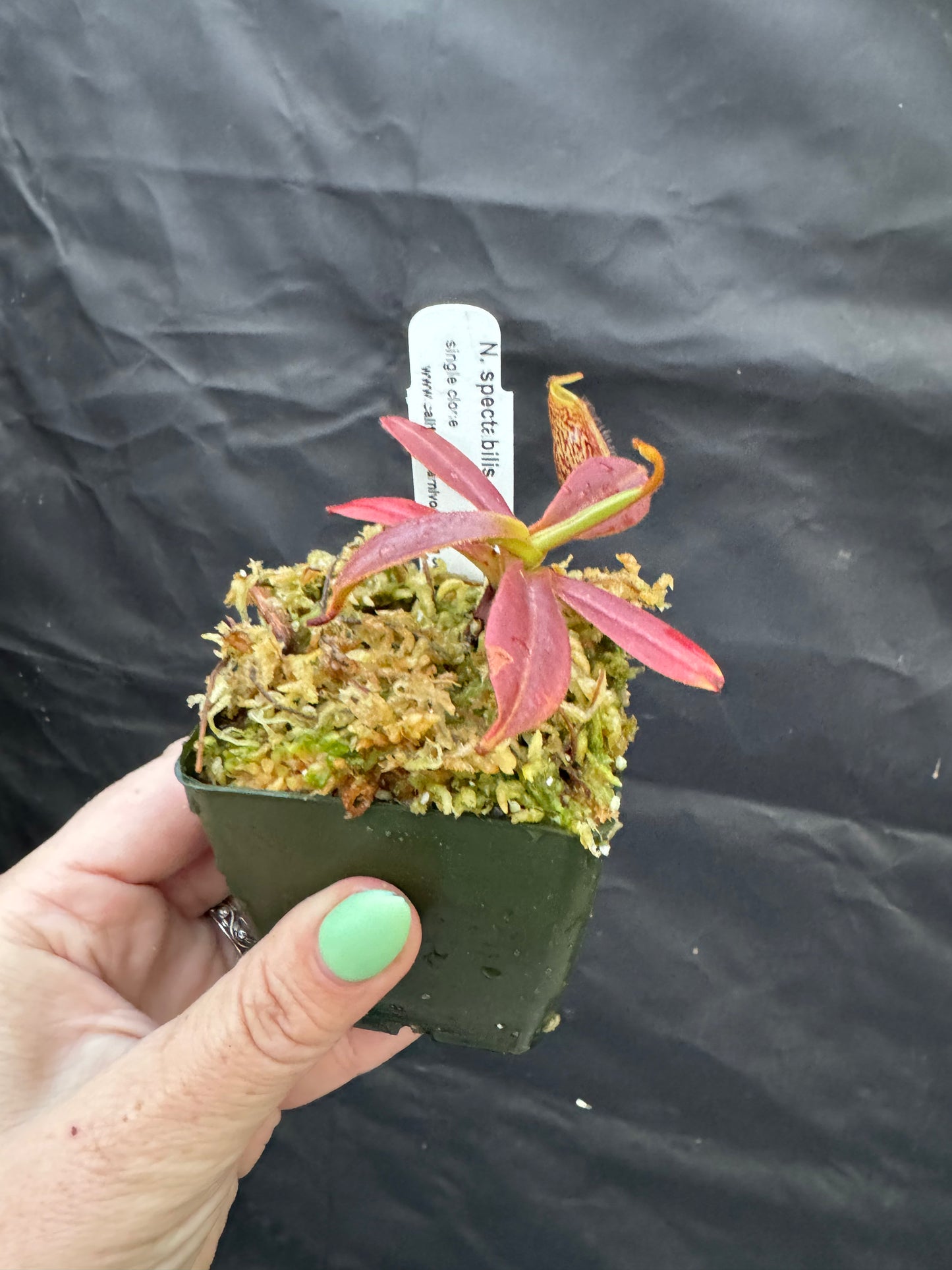 A potted Nepenthes with large green and red mottled pitchers and striped peristomes
