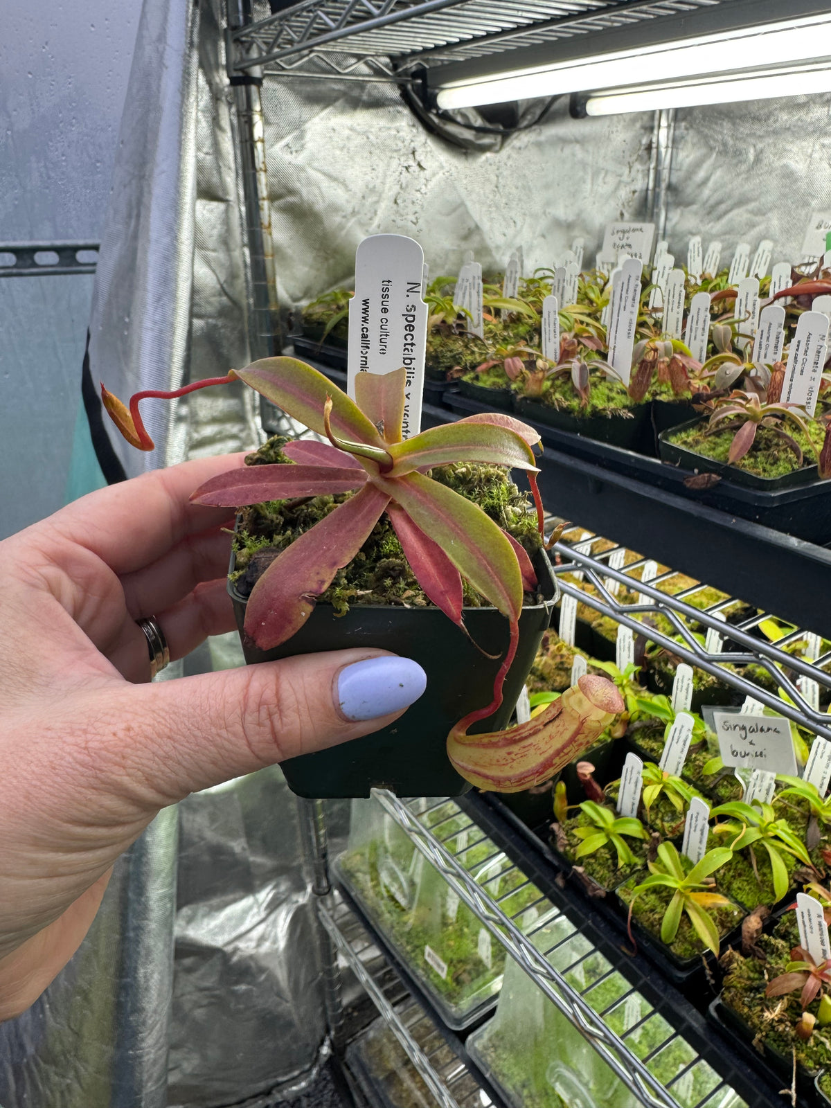 A hand holds an orange red colored Nepenthes potted in moss in front of a grow tent 