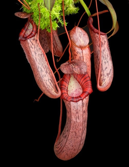 A Nepenthes spectabilis x ventricosa plant with red pitcher foliage.
