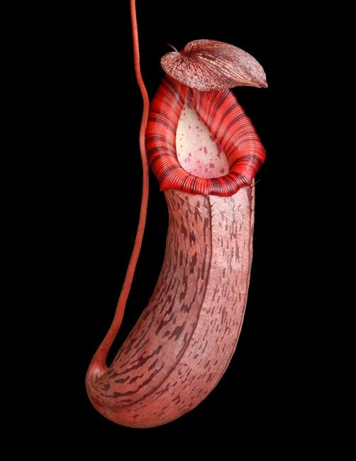 A red Nepenthes pitcher hangs in front of a black background 
