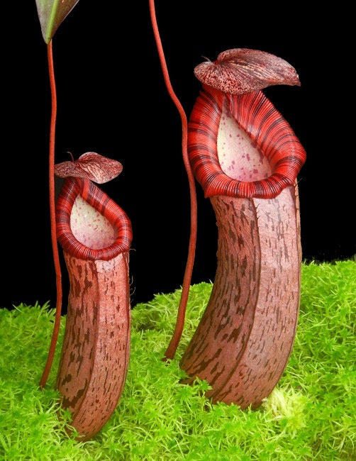 A red Nepenthes pitcher sits in moss in front of a black background 