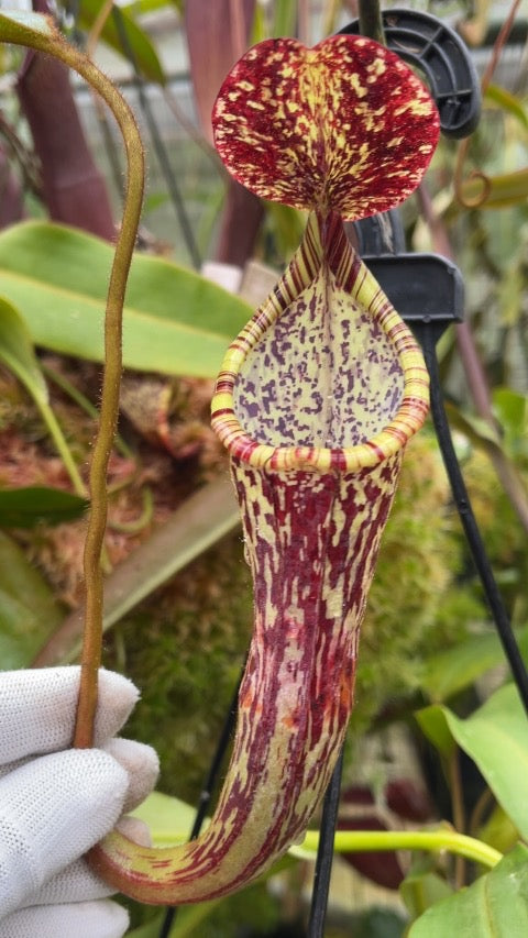 Nepenthes stenophylla BE-3905
