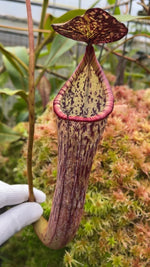 Nepenthes stenophylla BE-3905