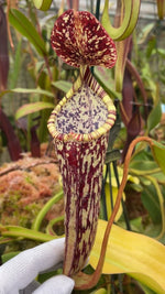 Nepenthes stenophylla BE-3905