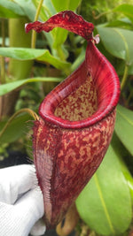Nepenthes_talangensis_x_glandulifera_BE-3665