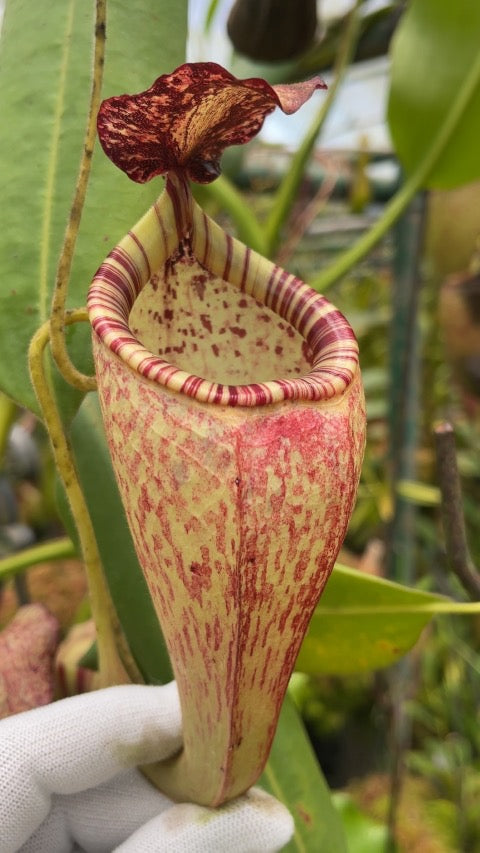 Nepenthes_talangensis_x_glandulifera_BE-3665