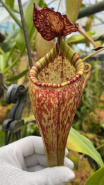Nepenthes_talangensis_x_glandulifera_BE-3665