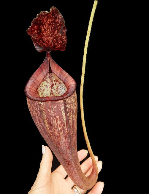 Nepenthes_talangensis_x_glandulifera_BE-3665