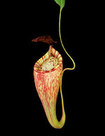 Nepenthes_talangensis_x_glandulifera_BE-3665